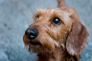 a head of a smart dachshund dog close up
