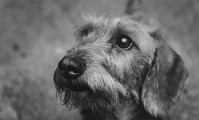 a head of a smart dachshund dog close up in black and white