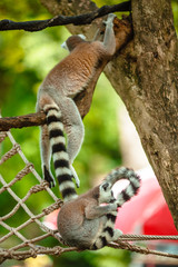 Two Lemur Katta play on a tree