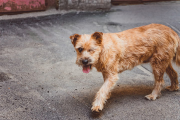 a one-eyed ginger dog walking with the tongue out