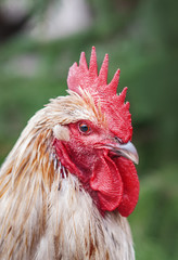 Beautiful rooster on a farm with blurred nature green background