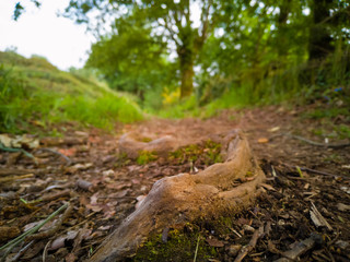 Root of a tree in a forest path