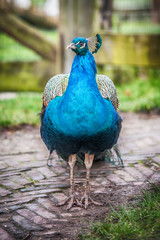 Beautiful peacock, with chic tail of feathers, walking in garden