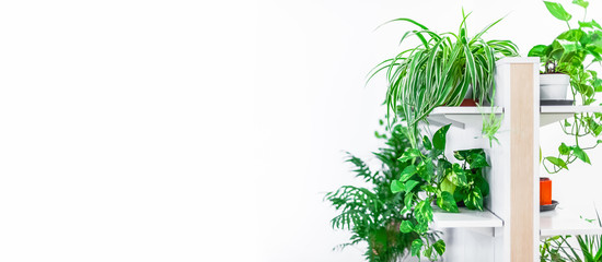 Fototapeta premium Green plants home decoration on white background