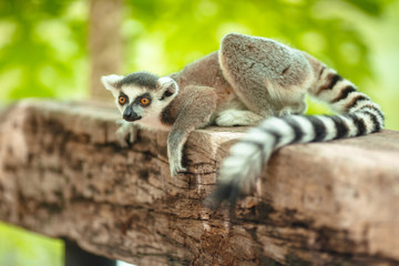 Charming lemur Katta sits on a log in a park