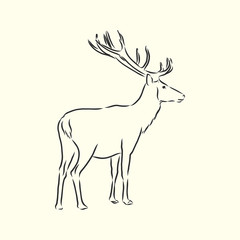 Hand drawn. forest deer, vector sketch illustration