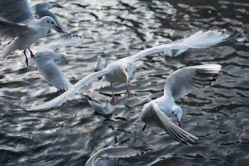 Close up of seagulls floating and flying over the water