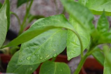 Droplets on leaves
