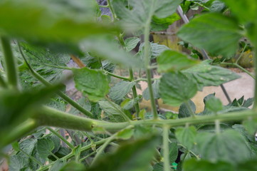 Tomato Foliage