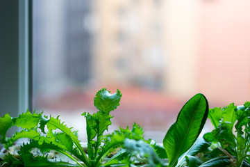 home garden of edible plants next to a window with buildings in the background.