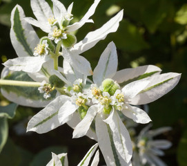 Euphorbia (spurge) white leaves and flowers