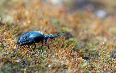 Schwarzblauer Ölkäfer (Meloe proscarabaeus)