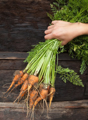 Hand holding a bunch of freshly dug carrots