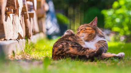 Domowy kot bawi się na trawie