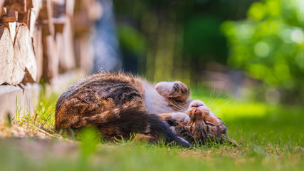 Domowy kot bawi się na trawie - obrazy, fototapety, plakaty