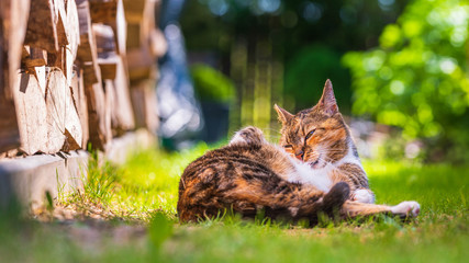 Domowy kot bawi się na trawie © Michal45