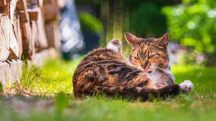 Domowy kot bawi się na trawie © Michal45