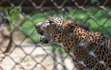 Leopard in zoo of Sri Lanka