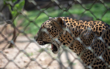Leopard in zoo of Sri Lanka