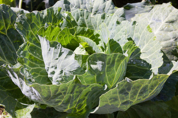 Fresh cabbage head in the vegetable garden