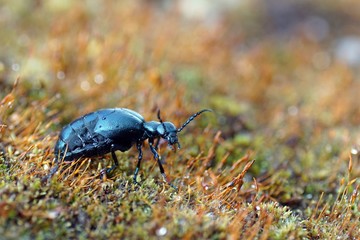 Schwarzblauer Ölkäfer (Meloe proscarabaeus)