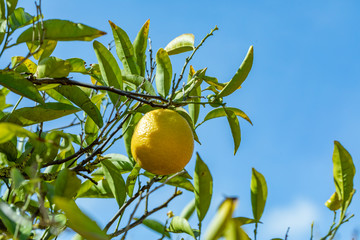 ripe orange hanging at the orange tree
