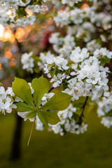 LIŚĆ KASZTANA WIOSNĄ