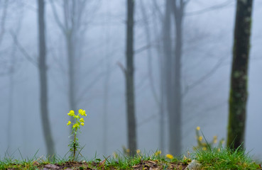 Flower and fog in the forest of the Aiako Harriak Natural Park, Euskadi