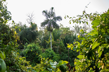 Palm Tree in the Middle of a Variety of Tropical Trees in the Bolivian Amazon Land on a Clear Day