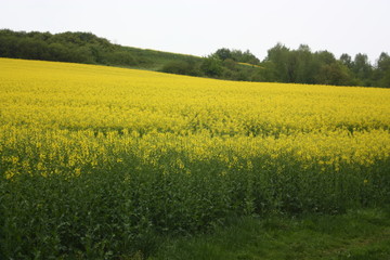 rape on the green meadow