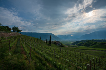 Fototapeta na wymiar Vineyards in Appiano in Italian South Tyrol.