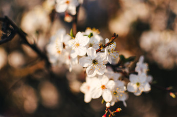Obraz premium Pąki kwiatów kwitnące na drzewach,