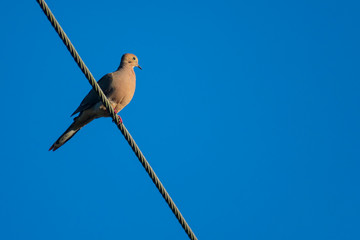 One dove perched on a power line, One bird, No people, Royalty free stock image