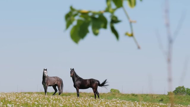 Two beautiful Black horses walking in dandelions background