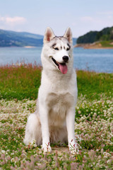 Siberian husky sitting on a mountain on the background of lakes and forests. The dog on the background of natural landscape.