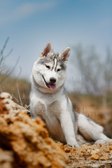 portrait of siberian husky dog