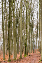 Moss on trees in winter forest