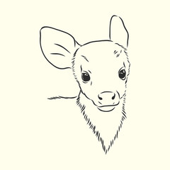 Young deer vector silhouette. fawn, vector sketch illustration