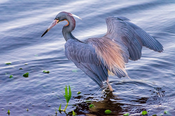 Little blue heron hunting and wading, Florida bird photography, Bird watching, Wings with blue feathers, Royalty free stock image, animal in water