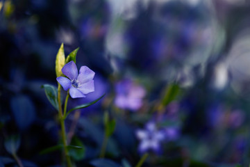 Vinca minor (common names lesser periwinkle or dwarf periwinkle) is a species of flowering plant of...