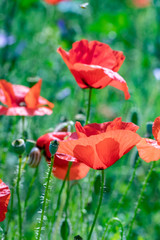 Obraz premium detail of red poppy flowers