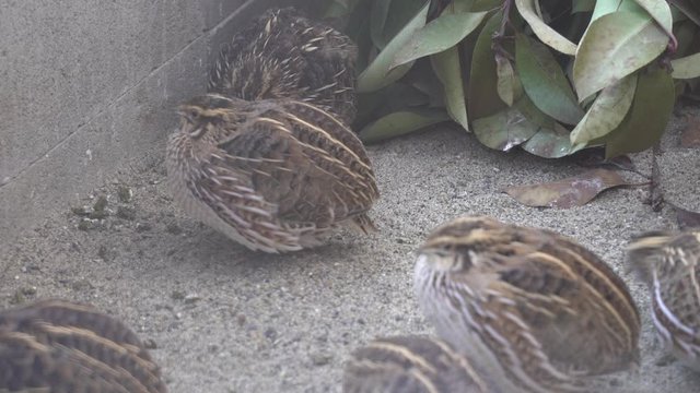Quail in the breeding hut