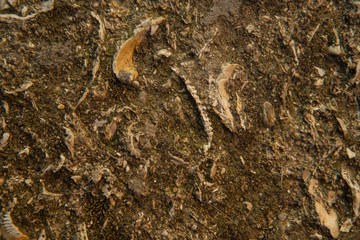 Shells texture.
