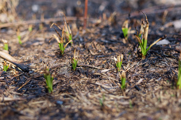 Burnt field and fresh green plants sprout