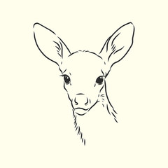 Young deer vector silhouette. fawn, vector sketch illustration