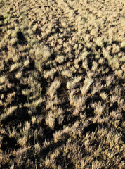 Dry grass in the field