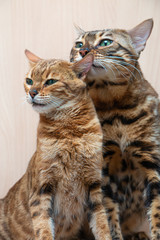 Naklejka premium Bengal cats caress each other, love