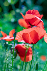 Fototapeta premium detail of red poppy flowers