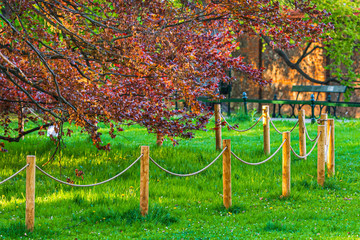 Fragment drzewa w parku - czerwone liście