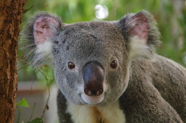 Koala bear